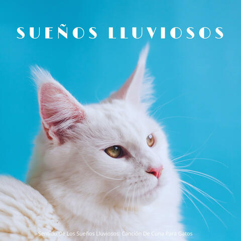 Sentido De Los Sueños Lluviosos: Canción De Cuna Para Gatos