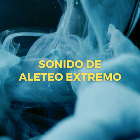 Sonido De Aleteo Extremo