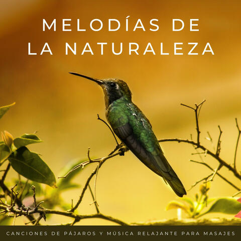 Melodías De La Naturaleza: Canciones De Pájaros Y Música Relajante Para Masajes