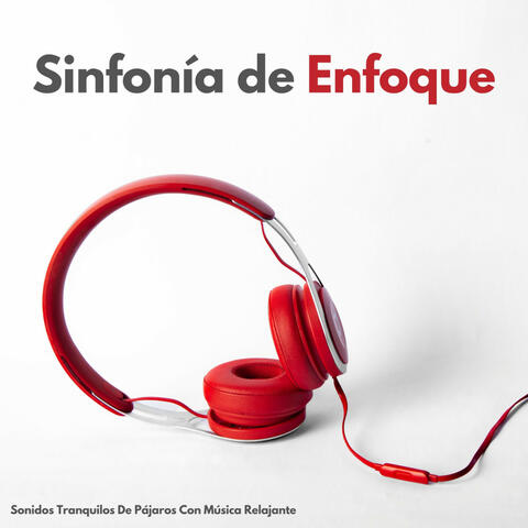 Sinfonía De Enfoque: Sonidos Tranquilos De Pájaros Con Música Relajante