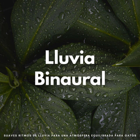 Lluvia Binaural: Suaves Ritmos De Lluvia Para Una Atmósfera Equilibrada Para Gatos