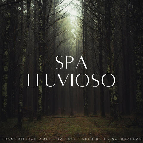 Spa Lluvioso: Tranquilidad Ambiental Del Tacto De La Naturaleza