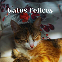 Preludio De Patas Y Ronroneos