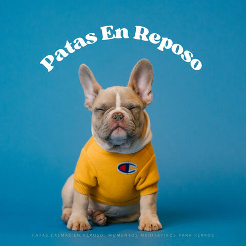 Patas Calmas En Reposo: Momentos Meditativos Para Perros