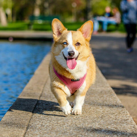 Cascade Comforts: Waterfall Music for Pets