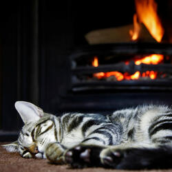 Purring by the Hearth