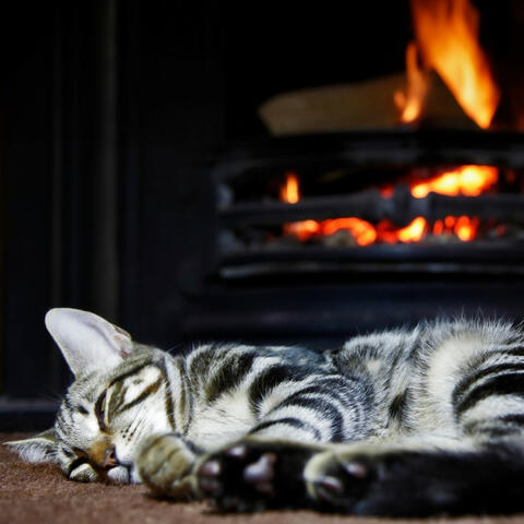 Purring Embers: Fire Music for Cats