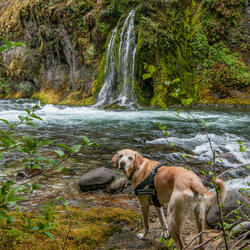 Waterfall Serenade for Canine Ears