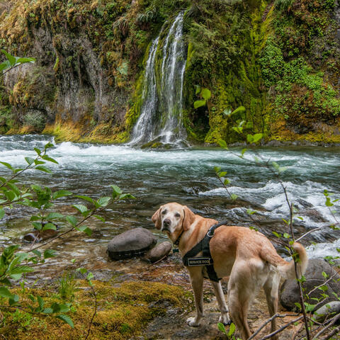 Waterfall Woofs: Melodies for Dogs