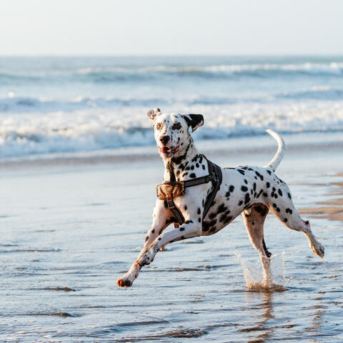 Ocean Waves and Melodies: Music for Soothing Dogs