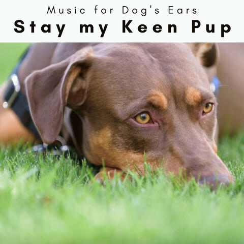 1 Stay my Keen Pup