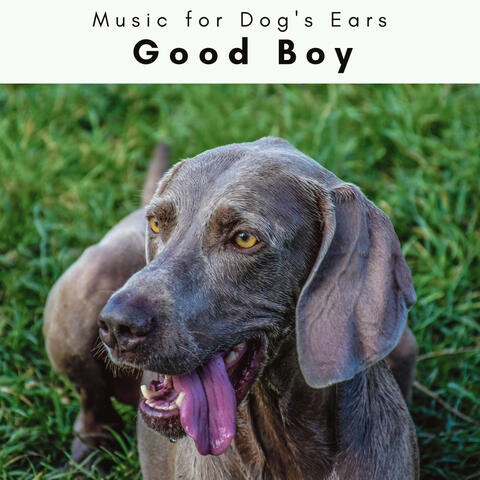 4 Paws: Good Boy