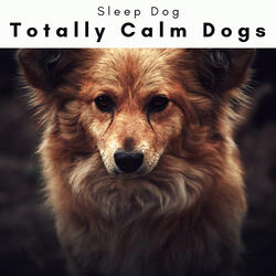 Calming Noise for Energetic Doggie