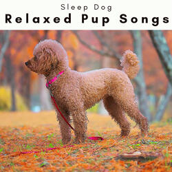 Calming Sounds for Bright-Eyed Doggie