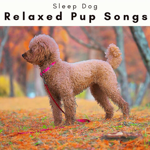 4 Paws: Relaxed Pup Songs