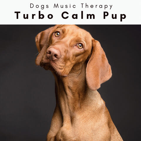 4 Dogs: Turbo Calm Pup