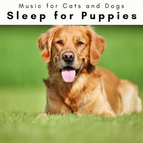 2 0 2 3 Sleep for Puppies