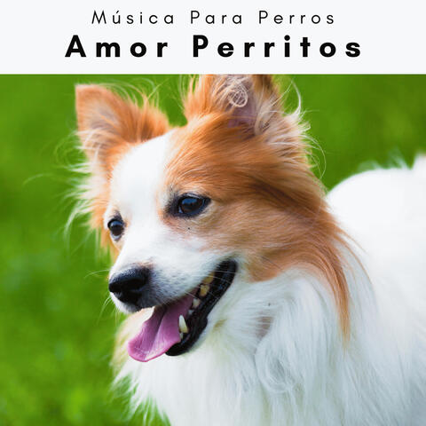 2023 Amor Perritos