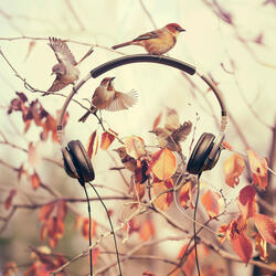 Soaring Binaural Echoes