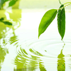 Soul Reflects in Pond