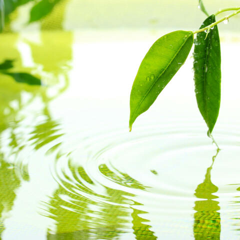 Liquid Reflections: Blissful Waters