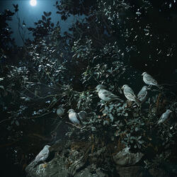 Birdsong Drifts Through the Moonlight