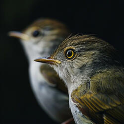 Rest Comes Easy with Birdsong Near