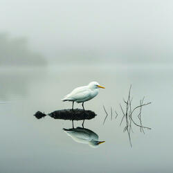 Deriva Del Murmullo Binaural