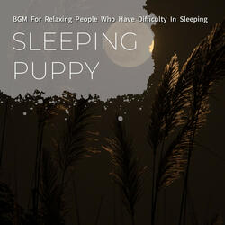 A Lullaby For the Night
