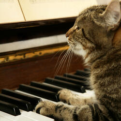 Notes Catch Furry Glances