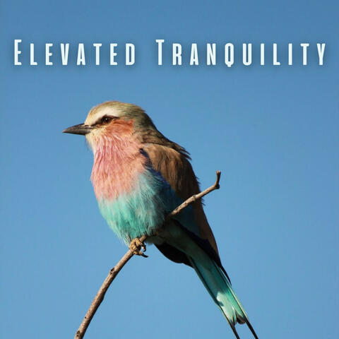 Elevated Tranquility: Soothing Birds and Chill Sounds for Relaxation