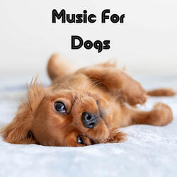 Best Music For Dogs