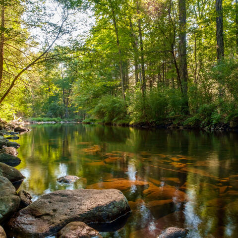 Lulling Stream Calm: Relaxation with Meditative Brook's Harmony in Nature