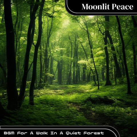 BGM For A Walk In A Quiet Forest