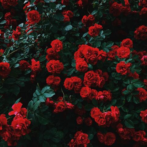 Passionate Roses