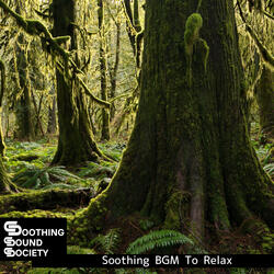 Mindful Paths of Serenity