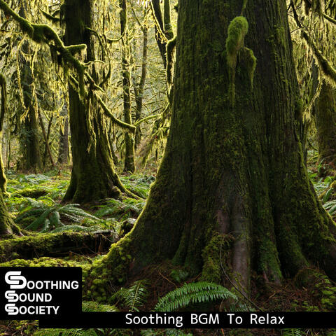 Soothing BGM To Relax