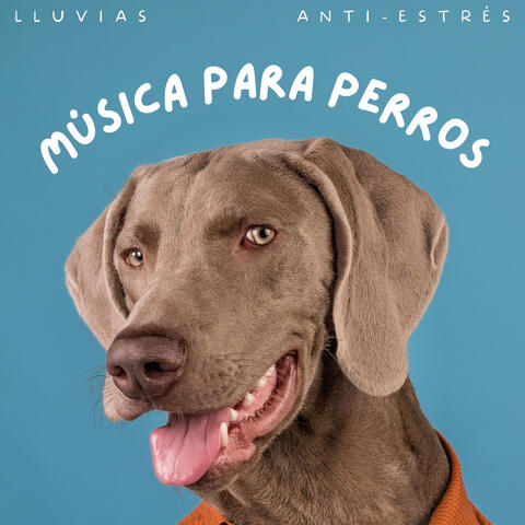 Música Para Perros: Lluvias Anti-Estrés
