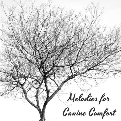 Piano Paws Serenade: Melodies for Canine Comfort