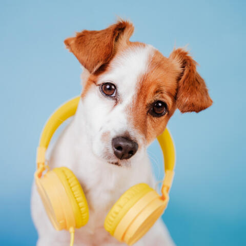 Ambient Music for Furry Friends: Pet Relaxation