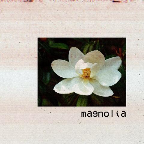 Magnolia