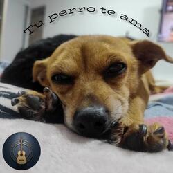 Tu perro te ama