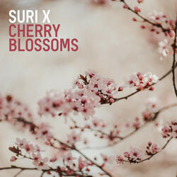 Cherry Blossoms