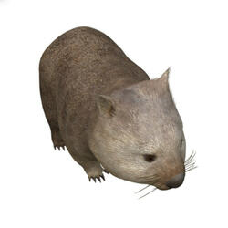 wombat