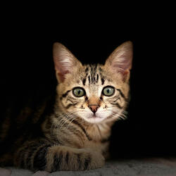 Meowing Cats Trap kittens