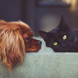 Music for pets 49