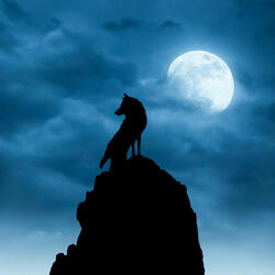 The mournful howl of a hungry wolf