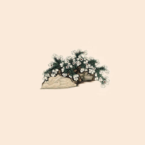 Cozy Snow