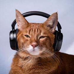 Cats' Serenity Music