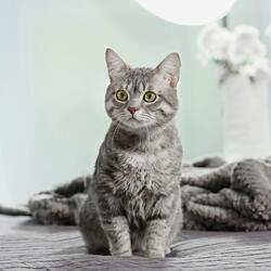 Soft Paws Calm Rest